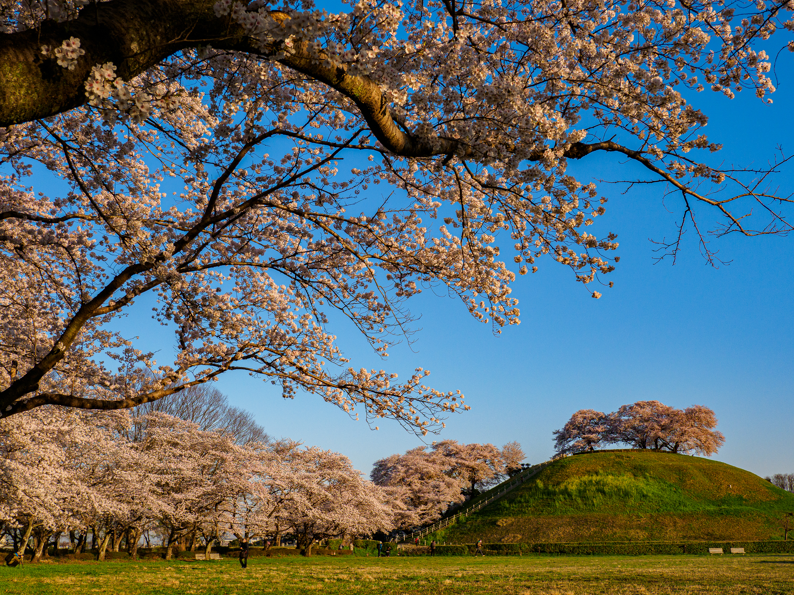 さきたま古墳公園-2