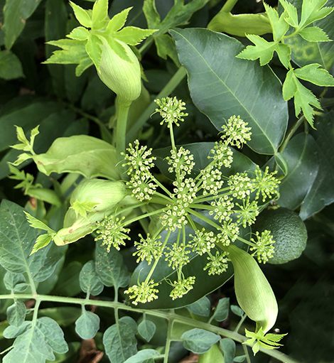 明日葉の花